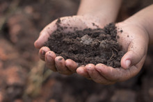 Cropped Hands Holding Soil