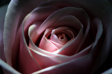 Romantic artistic closeup bouquet of tender romantic blooming Rose flower.