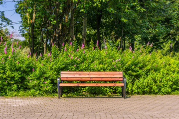 The empty bench in the park at sunny day