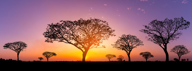 Wall Mural - panorama silhouette tree in africa with sunset.tree silhouetted against a setting sun.dark tree on o
