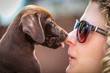 Cute brown labrador vizsla mix puppy licks kisses young woman's nose