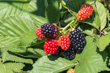 Closeup Of Ripe And Unripe Organic Blackberries 