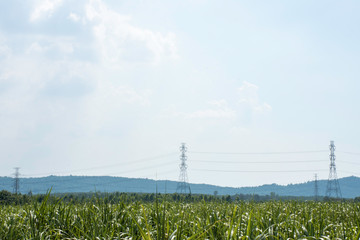 Electricity transmission line with green tree nature, Green conservative energy, Energy be friendly with environment concept, Power distribution pylon system to rural community and countryside