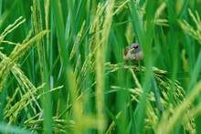 Sparrow Birds Eat Rice In The Rice Fields On Natural Background At Thailand. Lifestyle Wildlife Stand On Rice Fields.