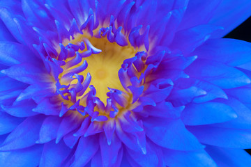 macro close up blue lotus with yellow pollen symbol zen on nature background. tropical blooming fres