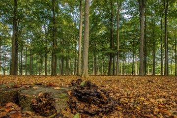 Sticker - Wide shot of a forest full of tall trees on a cloudy day