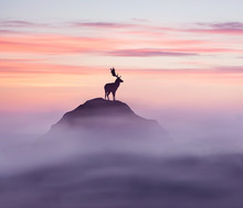 Silhouette Deer Standing On Rock Against Sky During Sunset