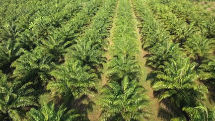 Wall Mural - Palm oil plantation aerial footage	