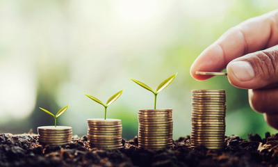 Poster - hand putting money on stack with small tree growing step in coins. concept finance and accounting