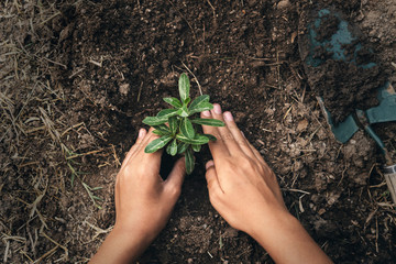 Wall Mural - hand planting tree in soil with sunset at garden