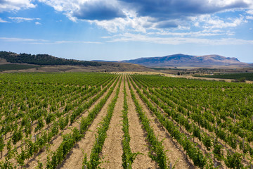 Wall Mural - Aerial view of mountain vineyard in Crimea