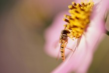 CLOSE-UP OF INSECT ON FLOWER