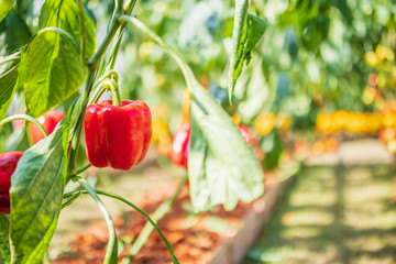 Red bell pepper plant growing in organic garden