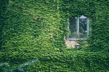 IVY GROWING ON WALL