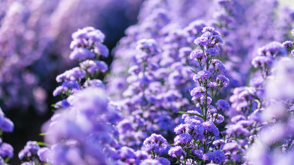 Wall Mural - Closeup image of a beautiful purple Margaret flower field