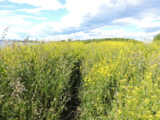 Sticker - field of yellow flowers in Finland