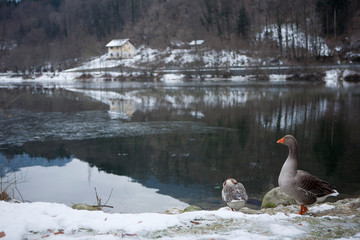 Geese near lake in winter