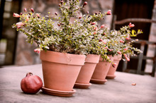 Pomegranate By Potted Plants