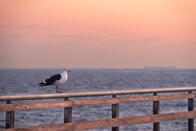 A Seagull Standing On The Rim Of The Huntington Beach Pier California At Sunset