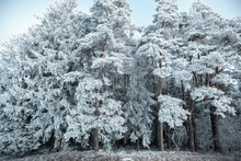 Frost In Forest - Frozen Trees In Winter