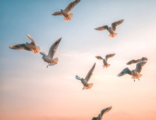 Low Angle View Of Seagulls Flying Against Clear Sky During Sunset
