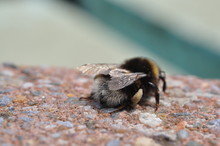 Close-Up Of Bee On Stone