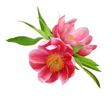 Two Coral Peony Flowers With Green Leaves
