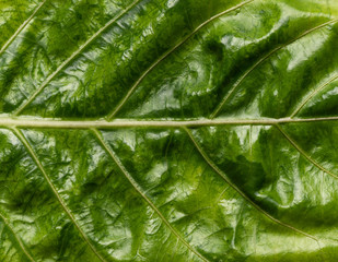 abstract green leaf texture background 