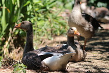Close-up Of Geese Resting