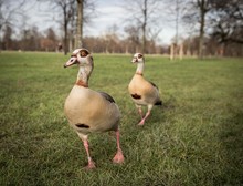 Shot Of Two Cute Geese In The Field With Bare Trees In The Background