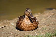 Close-Up Of Female Mallard Duck Resting On Field