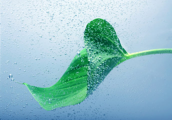 Green laef with drops in water.