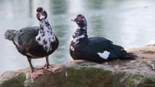 Close Up Of Two Muscovy Ducks Moving Around On A Rock Beside A Pond.