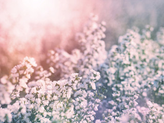 Wall Mural - white italian asters or michaelmas daisy (aster amellus) flowers blooming at farm.