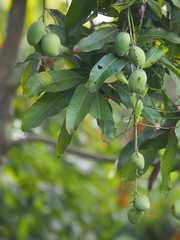 Wall Mural - Green fruit Scientific name Mangifera indica L. Var., Light mango on tree in garden blurred of nature background