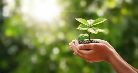 hand holding young plant on green nature with sunshine background. concept eco earth day