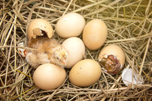 Newly Born Chick Hatched From An Egg Group On The Straw In Background Of Husbandry Natural Animal Lifestyle In Garden Organic Farming.