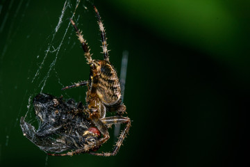 spider on a web