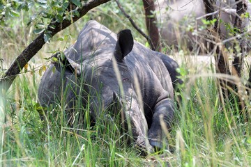 Wall Mural - White rhino, Ziwa Rhino Sanctuary, Uganda