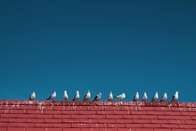 Low Angle View Of Seagull On Red Brick Wall Against Clear Blue Sky