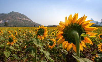 Sticker - Sunflower species from Thailand