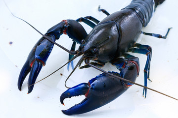 Shrimp yabbie crayfish (Cherax destructor)