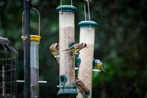 Cuadros en Lienzo Variety of birds on bird feeders