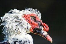 CLOSE UP OF Wet Muscovy Duck