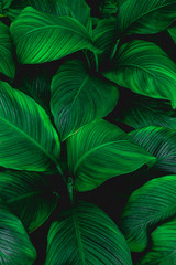 Wall Mural - leaves of Spathiphyllum cannifolium, abstract green texture, nature background, tropical leaf