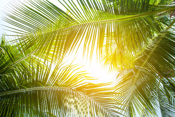 tropical palm leaf background, coconut palm trees perspective view