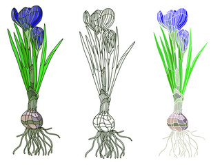 Wall Mural - Hand drawn Crocus. Botanical  vector illustration. Coloring page with color option. Set of spring flowers, flowering bulbous plants with root. Realistic design. 