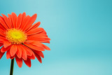 partial view of a gerbera flower, Asteraceae, isolated on turquoise background