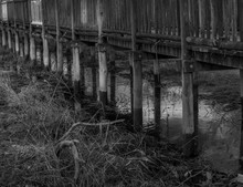 Wooden Structure On Water And Vegetation In Black And White