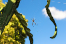Golden Orb-weaver Spider Hanging Upside Down In The Middle Of Spider Web With Part Of Dark Green Cactus, Light Green Tree, Blue Sky And A Cloud In The Background In The Brisbane Botanic Gardens